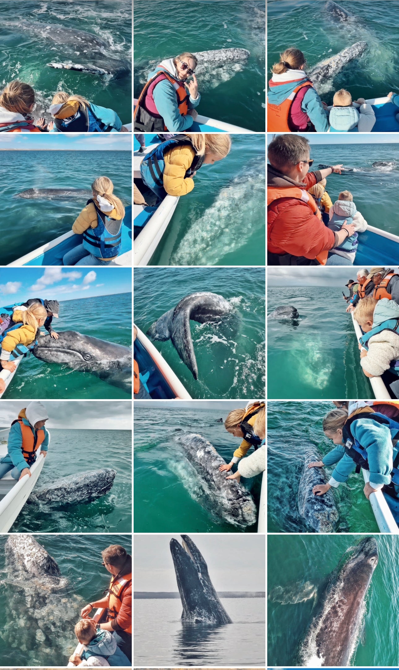 Mexico - Whales from Bay Area - 9 days (RU)